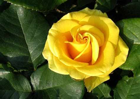 YELLOW ROSE .